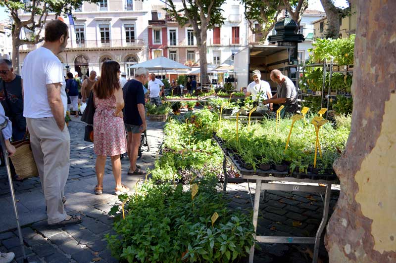 marche-aux-fleurs-lucia-caravano