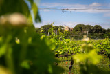 Archipel de Thau - Viticulture