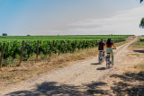 Archipel de Thau - Viticulture