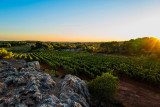 Archipel de Thau - Viticulture