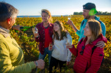 Dégustation dans les vignes