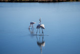 flamants-roses-s-jean-ot-thau-28132-1200px-12329367