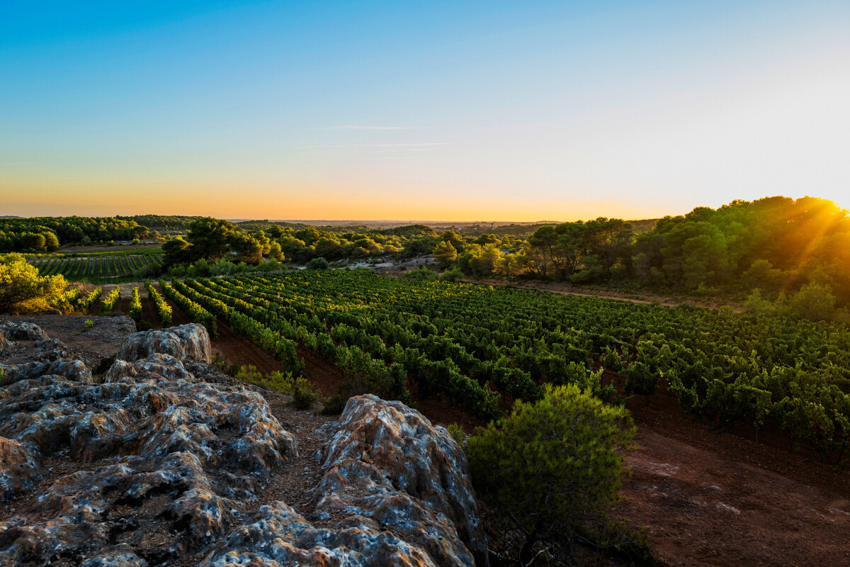 Archipel de Thau - Viticulture