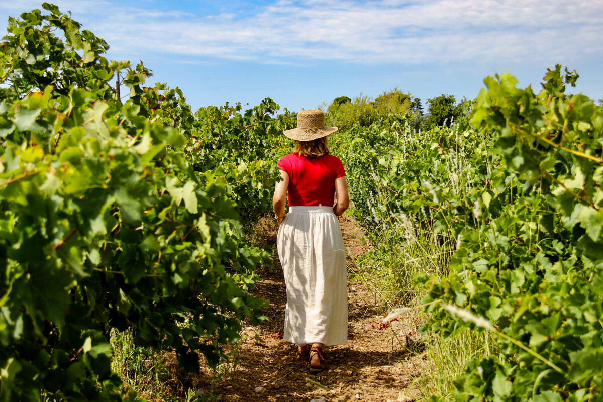 Archipel de Thau - Viticulture