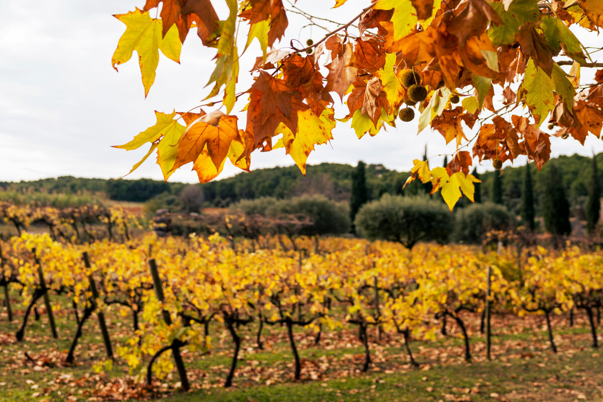 Archipel de Thau - Viticulture