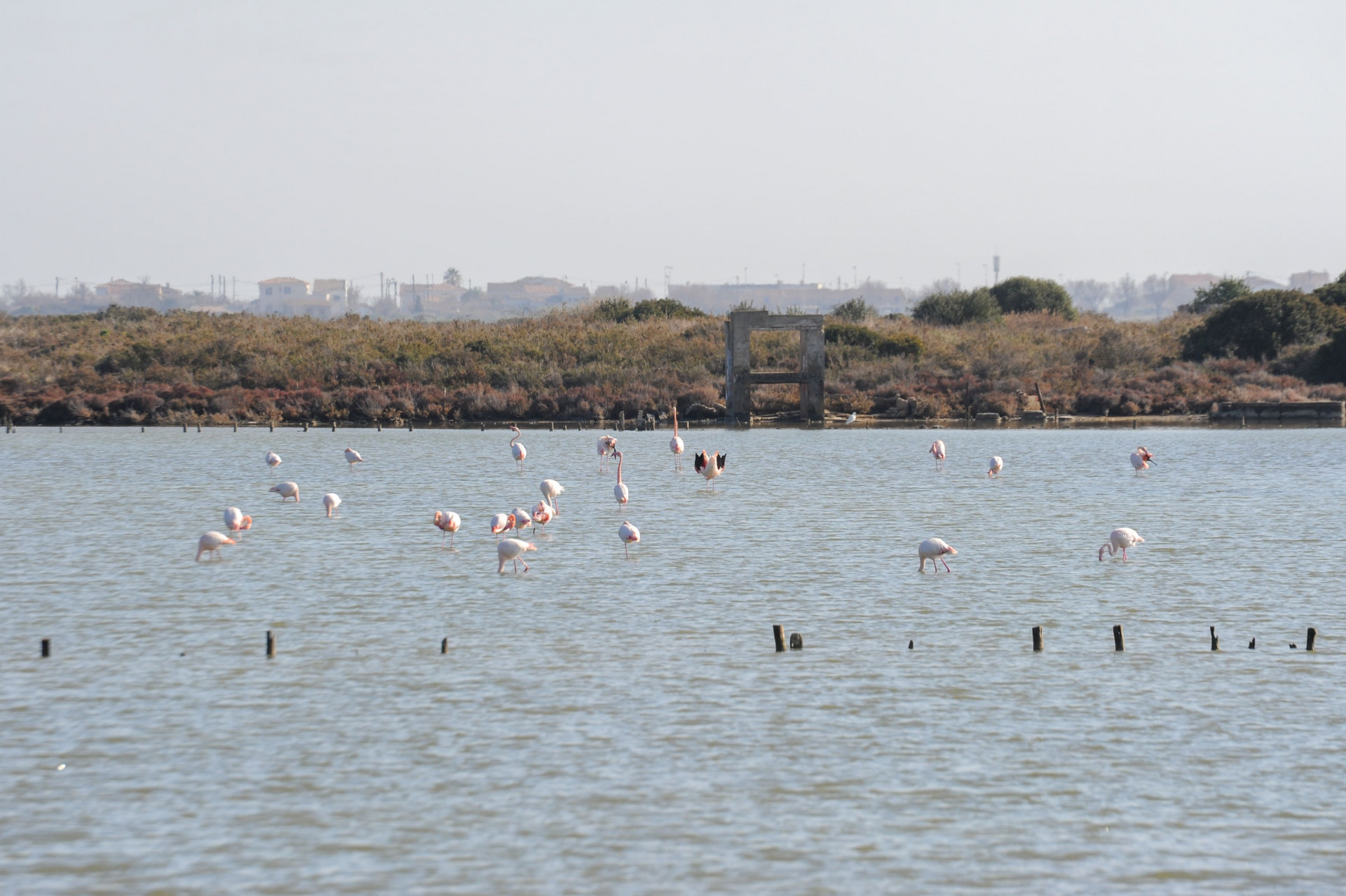 Les anciens salins de Frontignan 