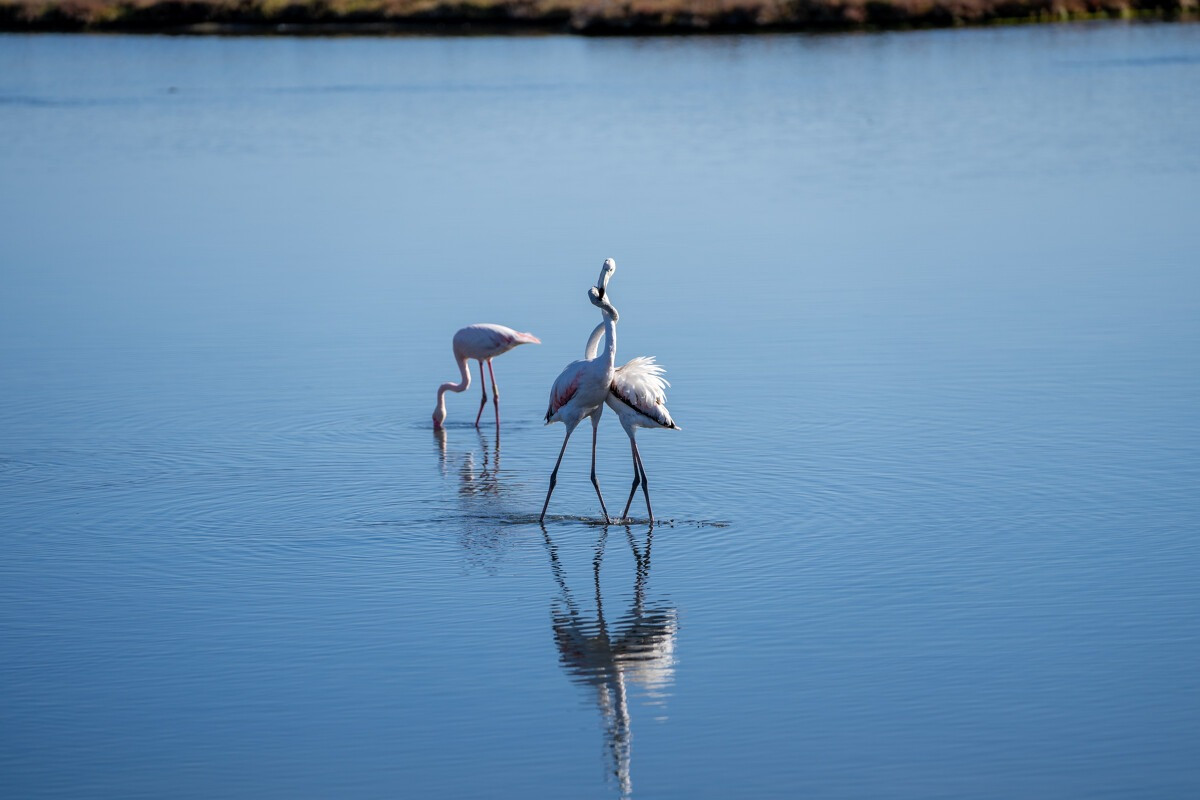 flamants-roses-s-jean-ot-thau-28132-1200px-12329367