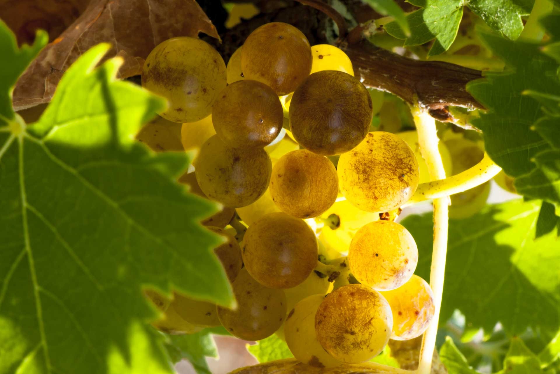 raisins-muscat-vin-frontignan