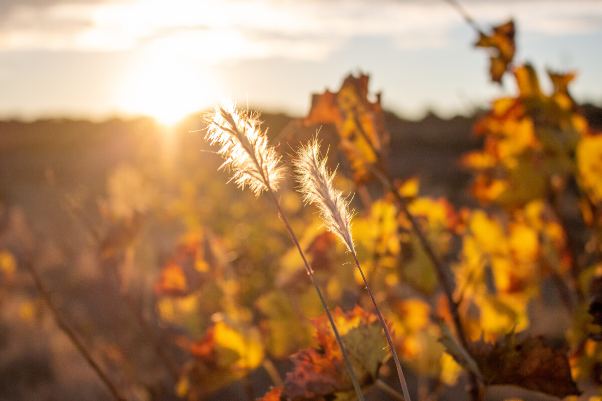 Vignes à l'automne