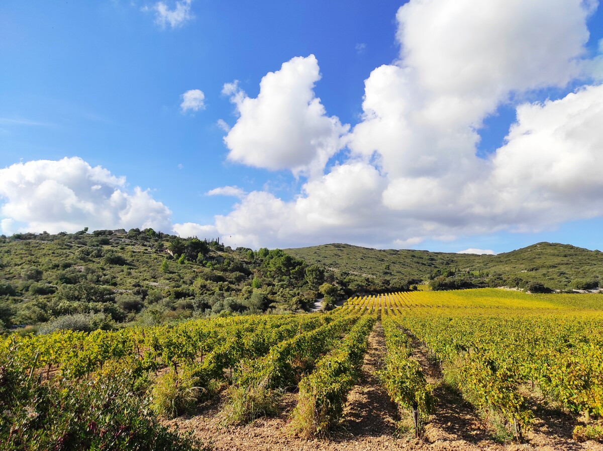 Vignes à l'automne