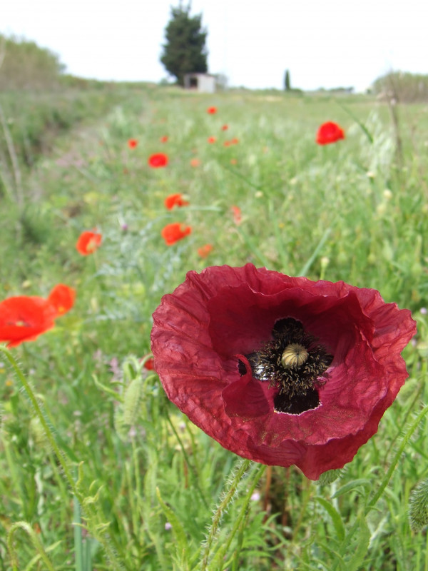 15.Et si j'étais une plante 0908 MVL.JPG