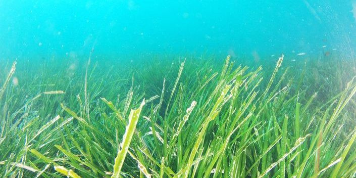 ANIMATION : À LA DÉCOUVERTE DES HERBIERS DE LA LAGUNE DE THAU