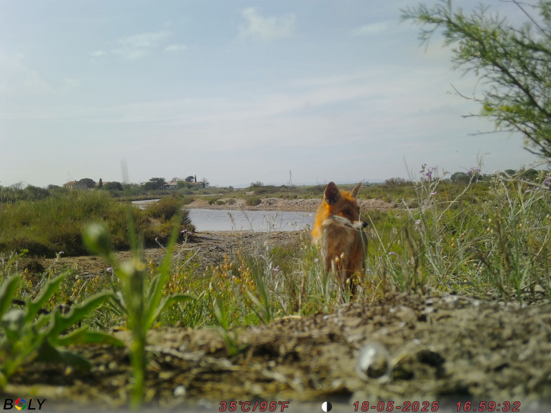 Anim-Biodiv du Bagnas.JPG
