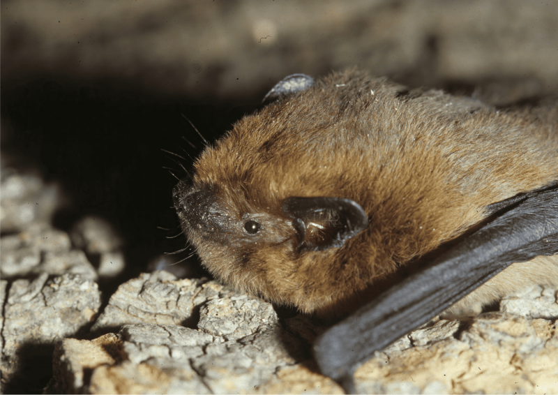 Anim_Ailes de la nuit (1).png