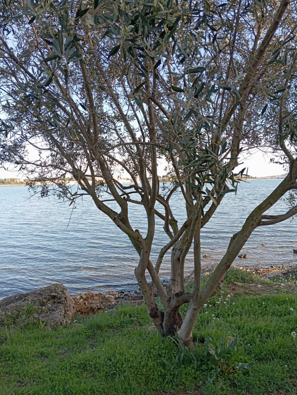 BALADE BOTANIQUE SUR LE LITTORAL DE BOUZIGUES - © alexia BALADE BOTANIQUE SUR LE LITTORAL DE BOUZIGUES