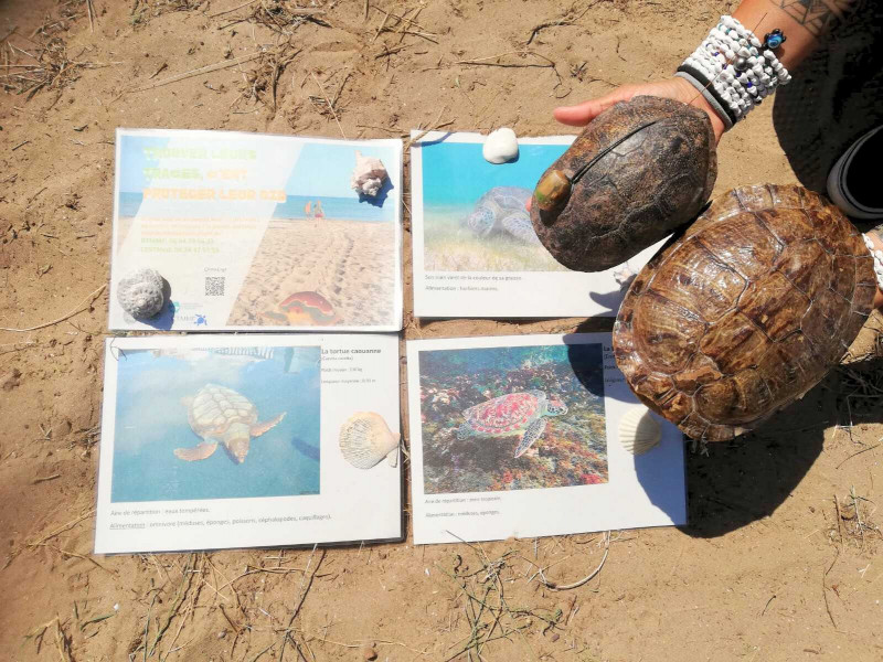 BALADE : SUR LES TRACES DES TORTUES
