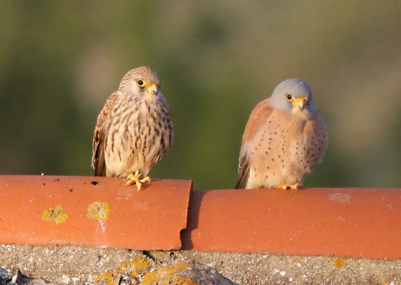 DÉCOUVERTE DU FAUCON CRECERELETTE AVEC LE CPIE - © Cpie DÉCOUVERTE DU FAUCON CRECERELETTE AVEC LE CPIE