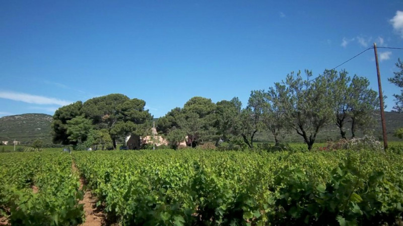 domaine-de-la-plaine-muscat-frontignan-domaine1-16878444