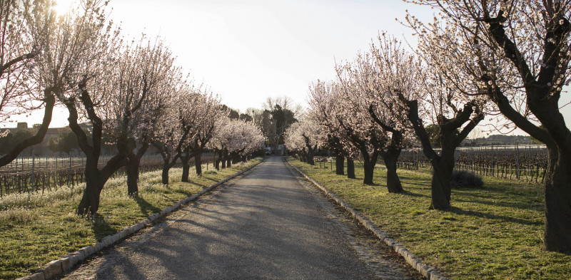 domainestandr-domainestandr-4-8677219