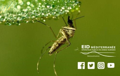 EXPOSITION EID MEDITERRANEE : MOUSTIQUES Du 22 au 31 mai 2024