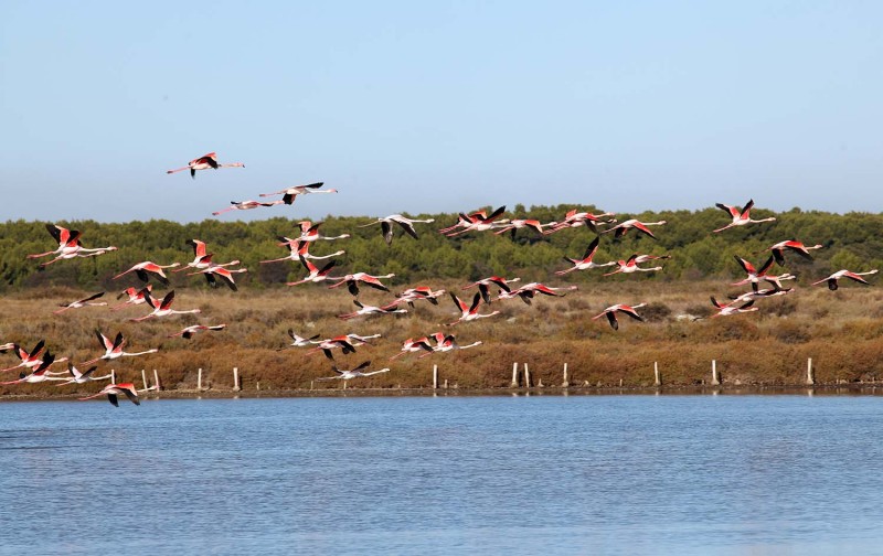Observación de aves en los estanques