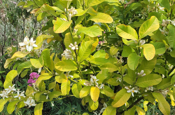 Jardin Antique Méditerranéen 