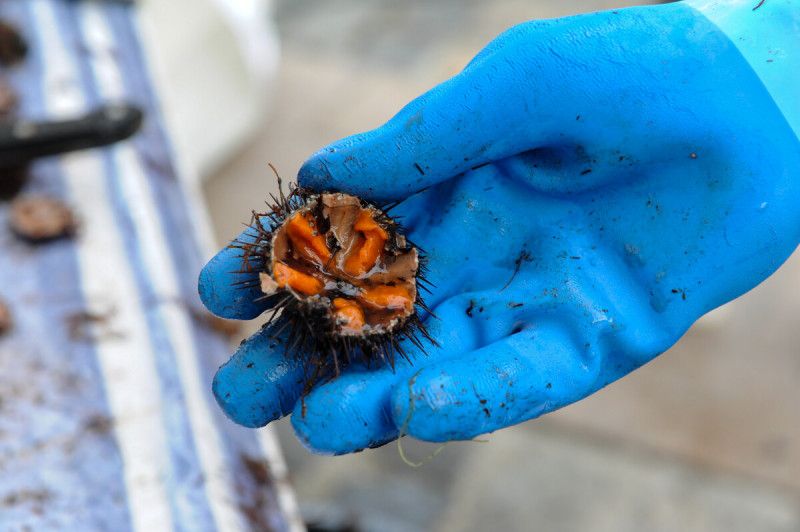  L'OURSINADE DE THAU 2026