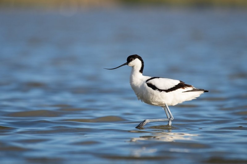 Observation des oiseaux dans la réserve du Bagnas