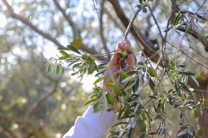 recolte-olives-lucques-m-ricard-ot-thau-20284-1200px-16216407