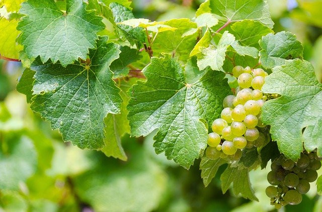riesling-1567409_640