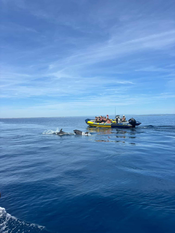 sortie-bateau-avec-cap-cara-bes-excursion-a-la-recherche-des-dauphins-19292661