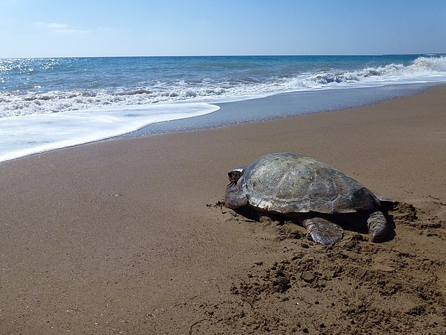 tortue-caouane-16415523