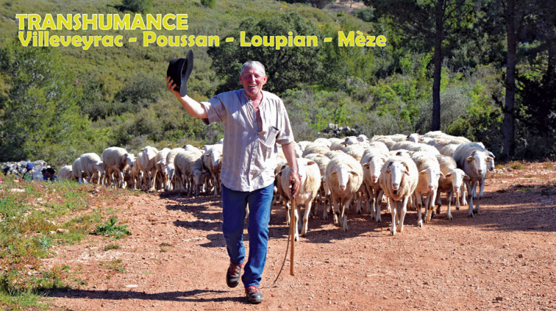 TRANSHUMANCE