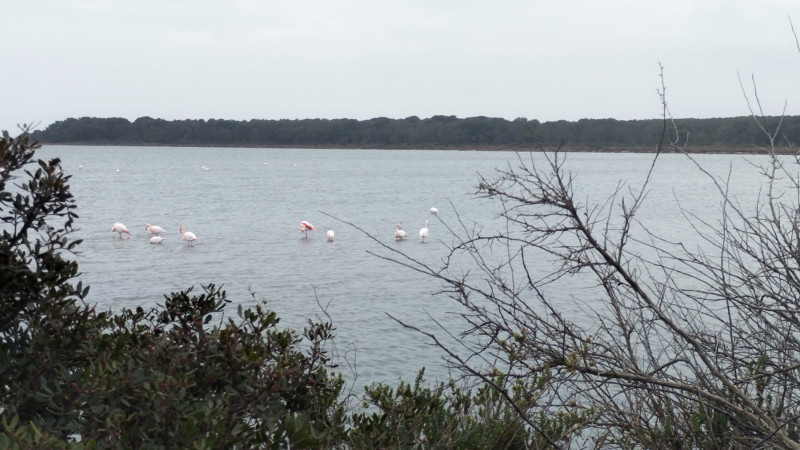 VISITE COMMENTÉE DE FRONTIGNAN-PLAGE AVEC DIVERS UNI VERS