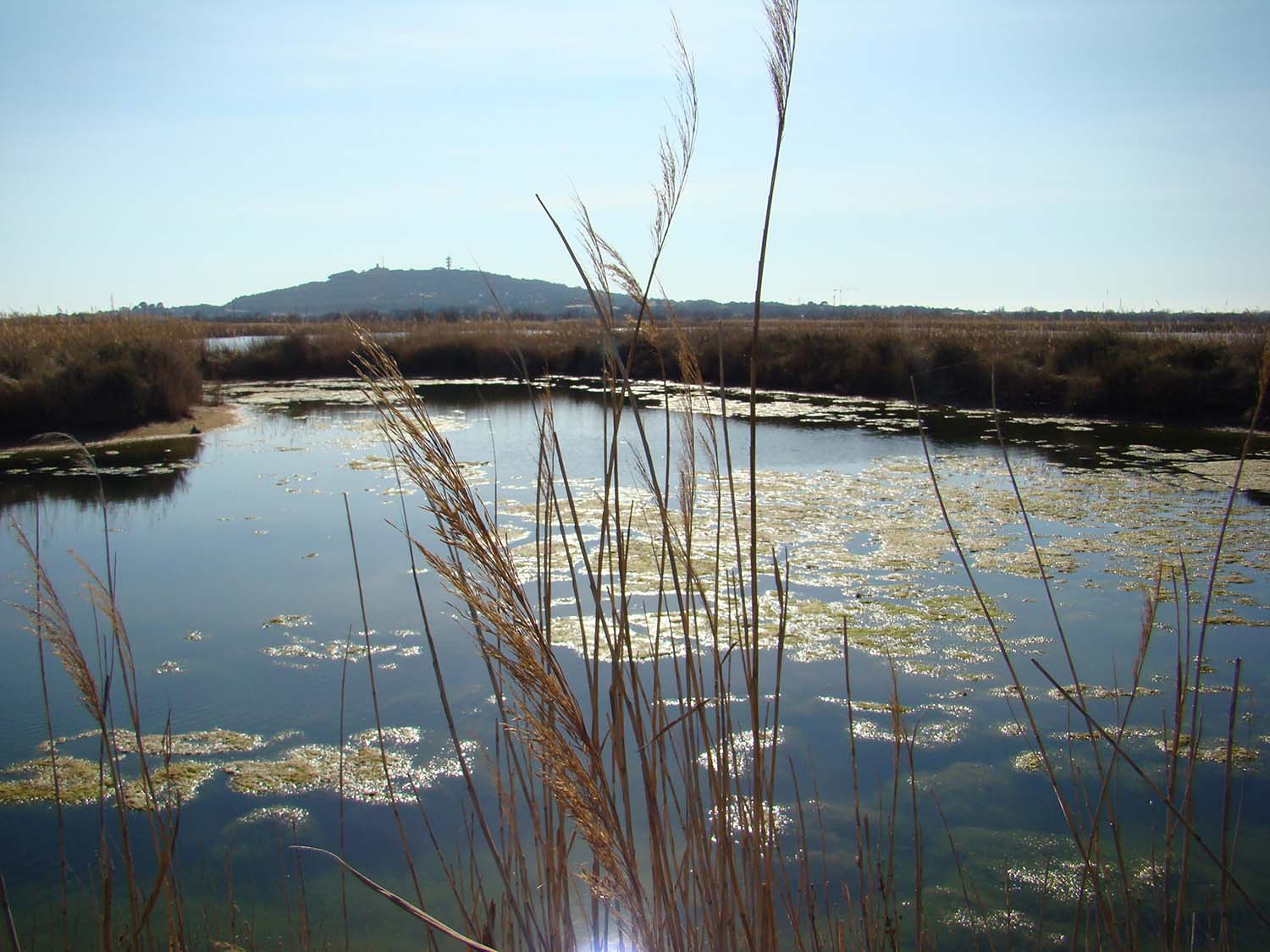 Réserve naturelle du Bagnas - © OT Marseillan