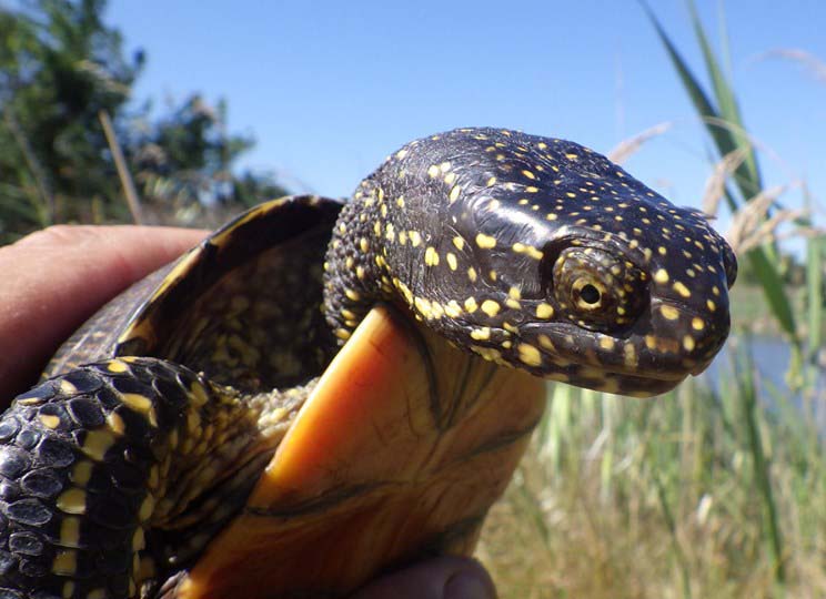 Tortue dans la réserve du Bagnas