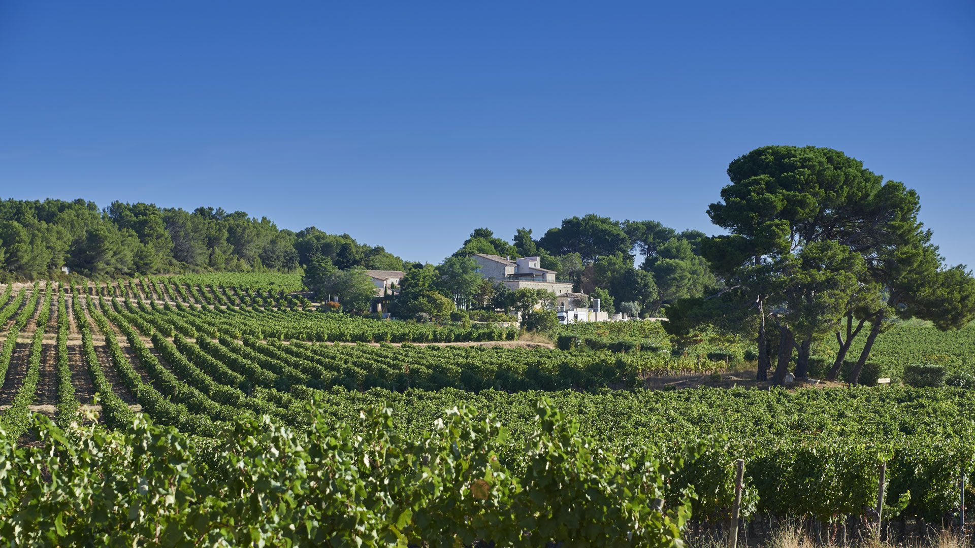 vignes-archipel-thau-vin - © OT Archipel de Thau Méditerranée