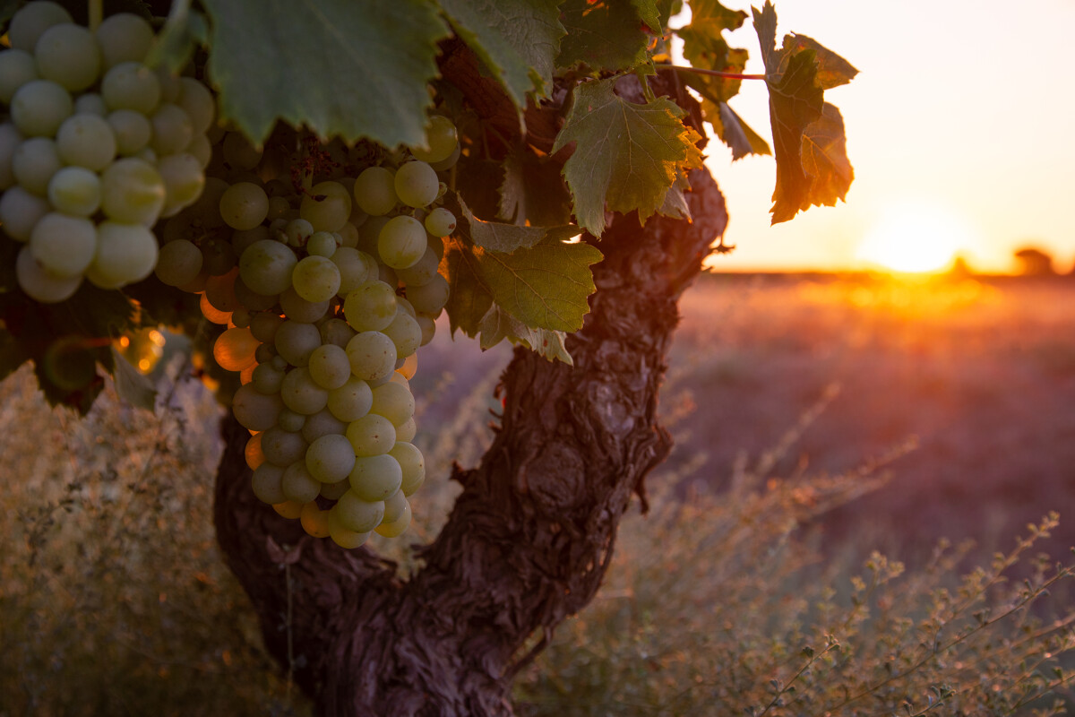 vignes-b-ferignac-ot-thau-715-1200px-16215835
